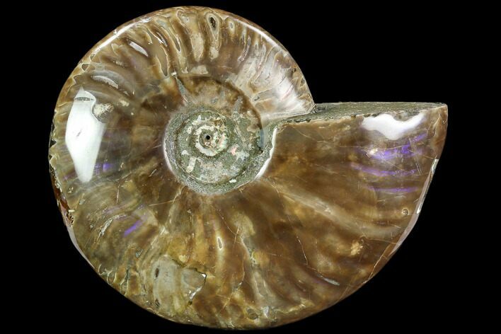 Polished Ammonite (Cleoniceras)- Madagascar #108244